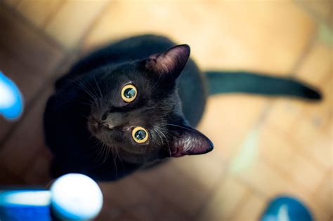 Black cat black cat black cat. Things To Know About Black cat black cat black cat. 